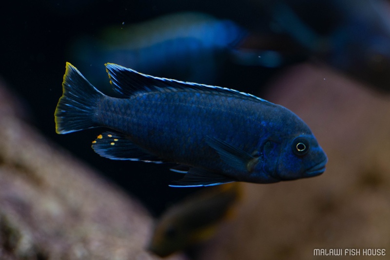 Maylandia sp. 'msobo' Magunga